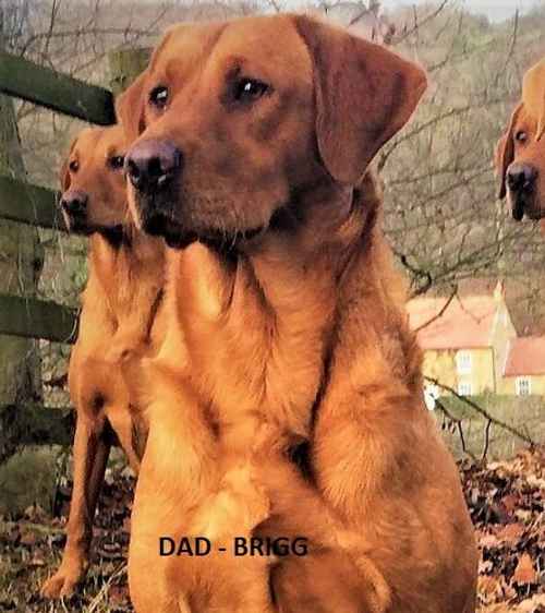 YOUR NEXT FOX RED LABRADOR PUPPY for sale in Grantham, Lincolnshire