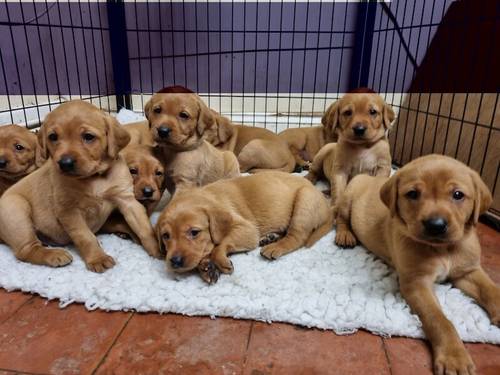 YOUR NEXT FOX RED LABRADOR PUPPY for sale in Grantham, Lincolnshire - Image 4