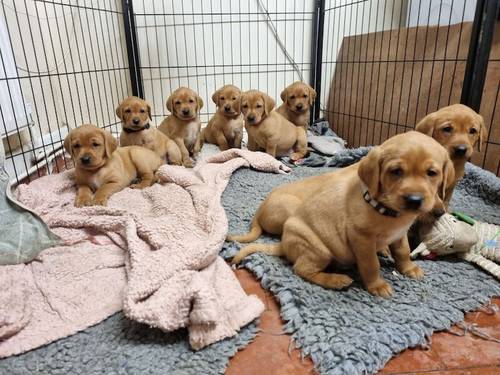 YOUR NEXT FOX RED LABRADOR PUPPY for sale in Grantham, Lincolnshire - Image 5