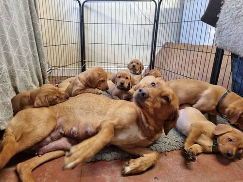 YOUR NEXT FOX RED LABRADOR PUPPY for sale in Grantham, Lincolnshire - Image 6