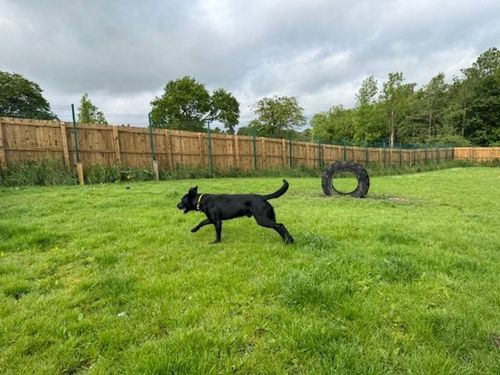 Zorro for sale in West Calder, West Lothian