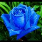 Bluerose2 avatarja