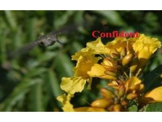 Always Confident: Live By Faith