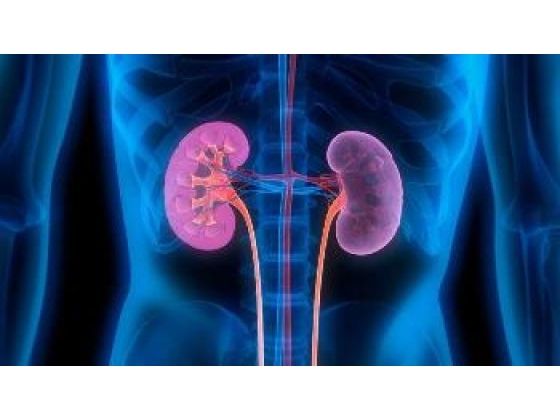 Be An Activist For Your Kidney's Health