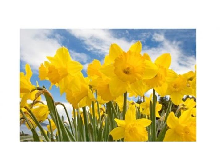 Daffodils