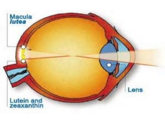 Eye Nutrients Support Good Vision Health