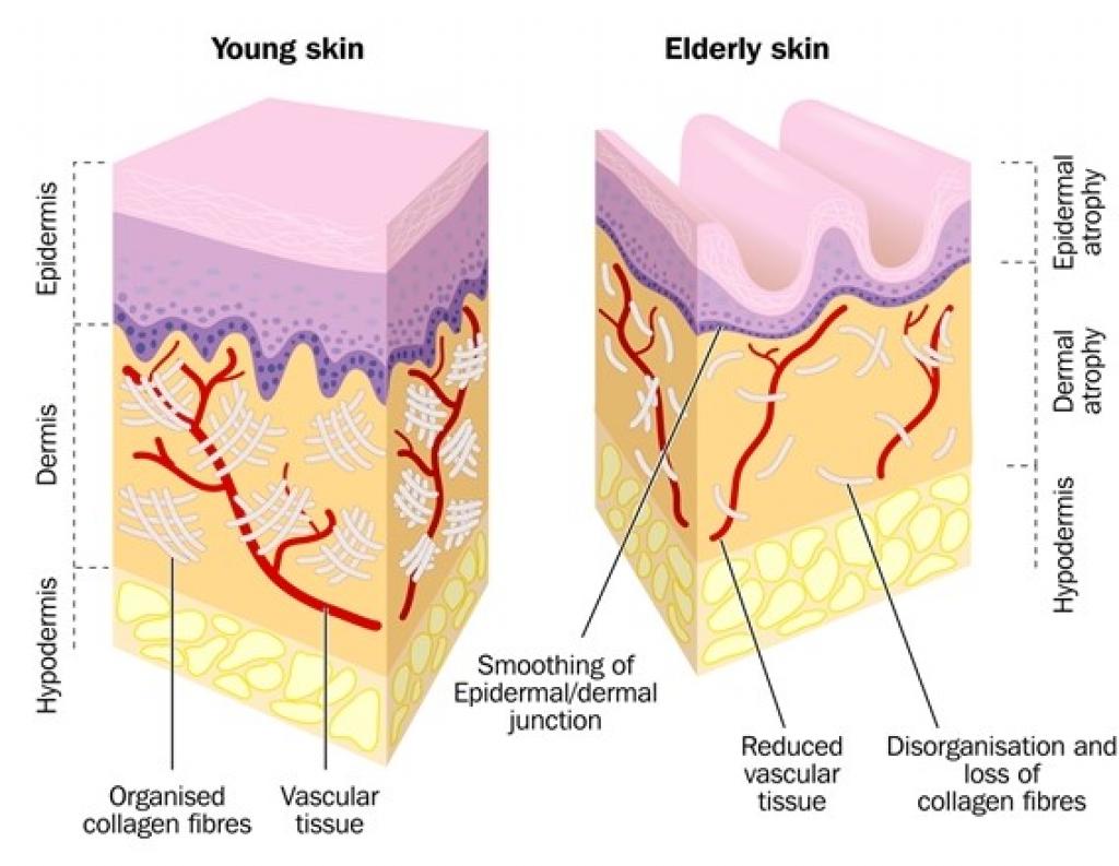 Hyaluronic Acid Skincare Myth Or Miracle