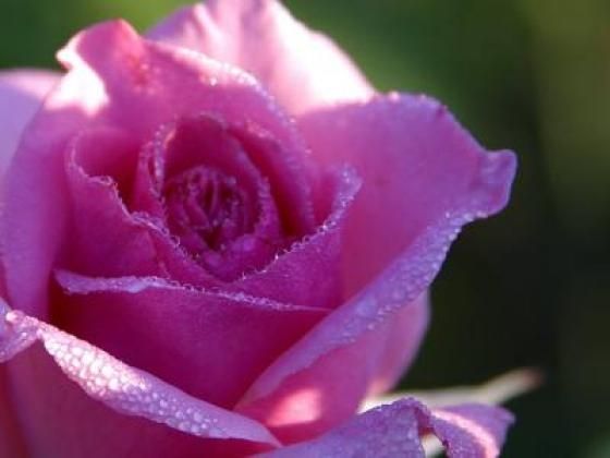 Let Gentleness Be Your Hallmark