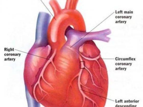 Take Notice Of CAD Manage Your Heart's Health