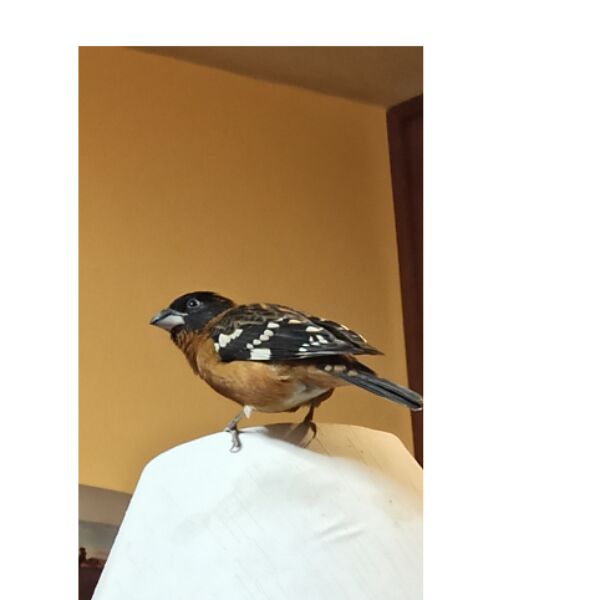 cartel de ave perdido