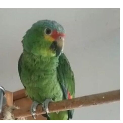 cartel de ave perdido