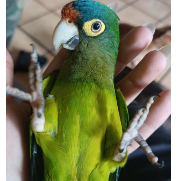 cartel de ave perdido