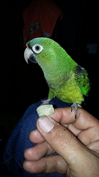 cartel de ave perdido