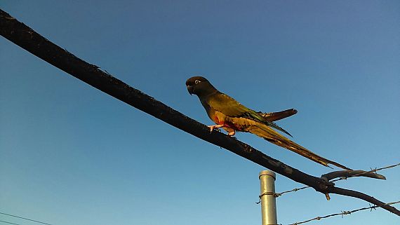 cartel de ave perdido