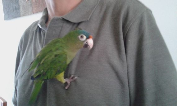 cartel de ave perdido