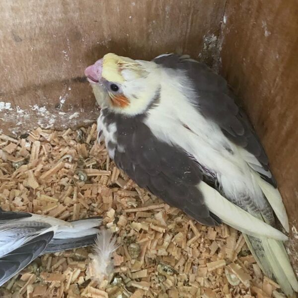 cartel de ave perdido