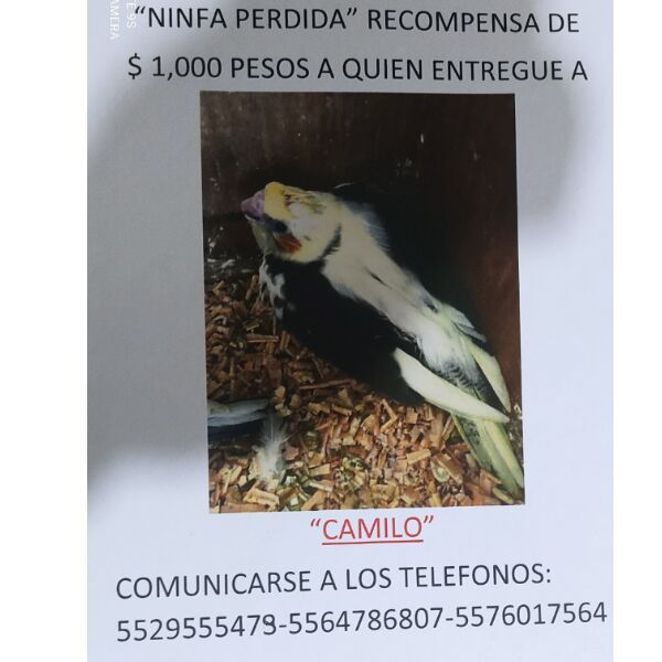 cartel de ave perdido
