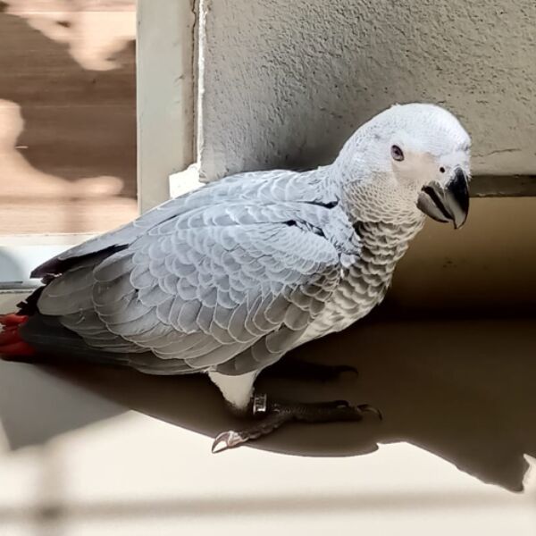 cartel de ave perdido