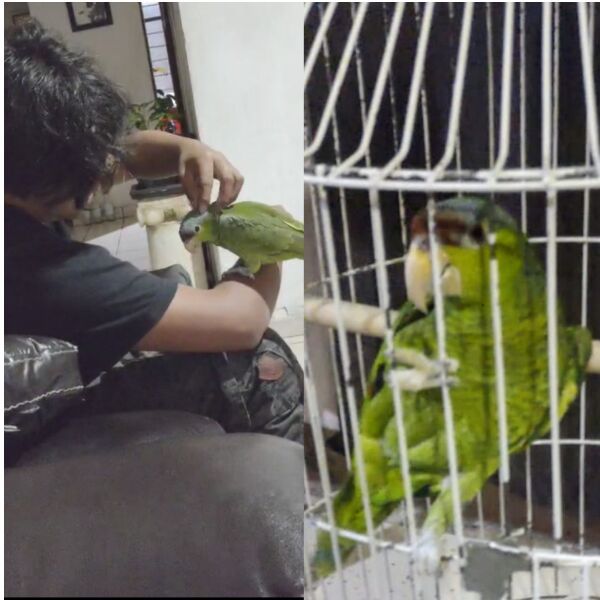 cartel de ave perdido