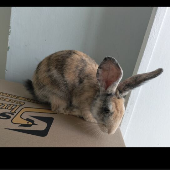 cartel de conejo en_adopcion