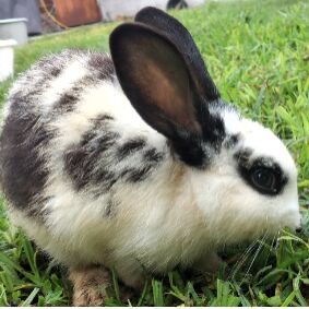 cartel de conejo en_adopcion