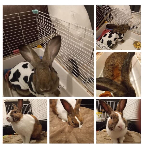 cartel de conejo en_adopcion