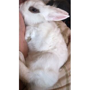 cartel de conejo perdido