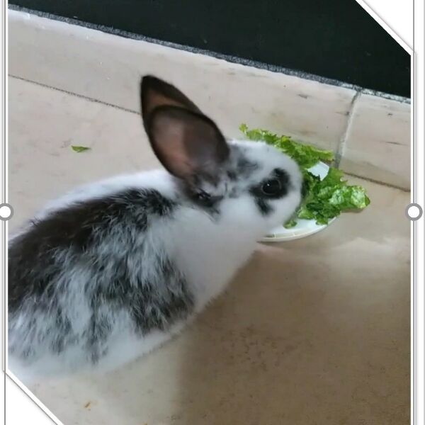 cartel de conejo perdido