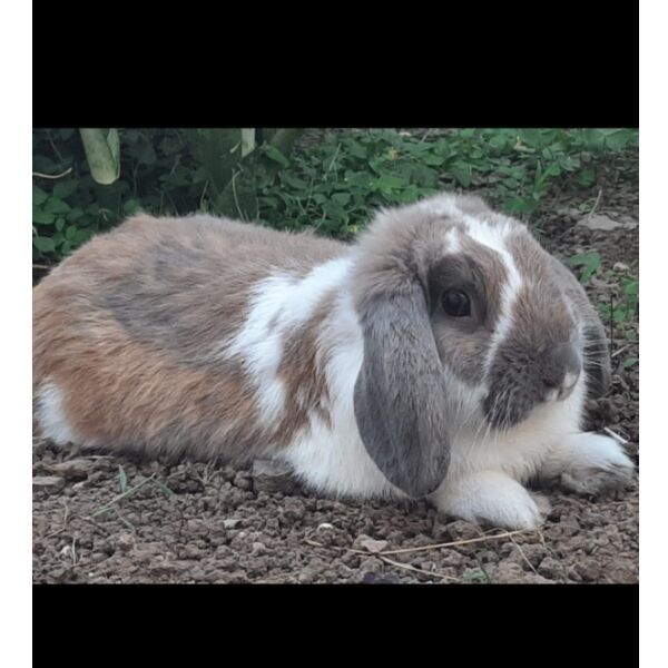 cartel de conejo perdido