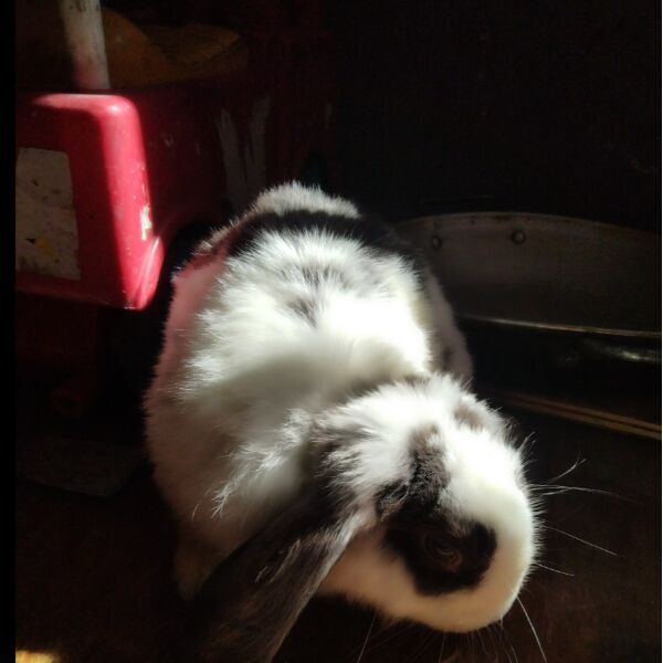 cartel de conejo perdido