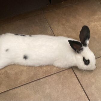 cartel de conejo perdido