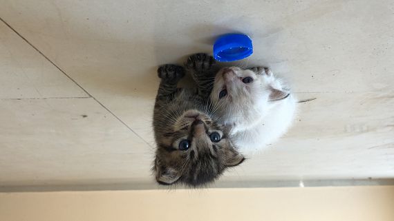 cartel de gato en_adopcion