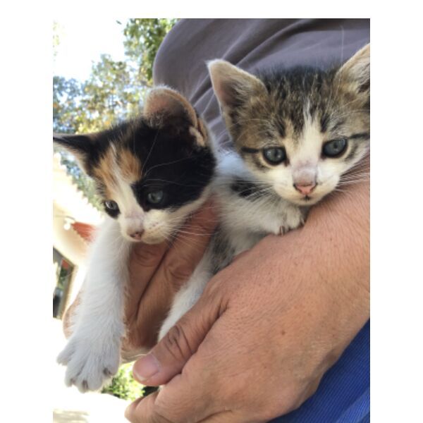 cartel de gato en_adopcion