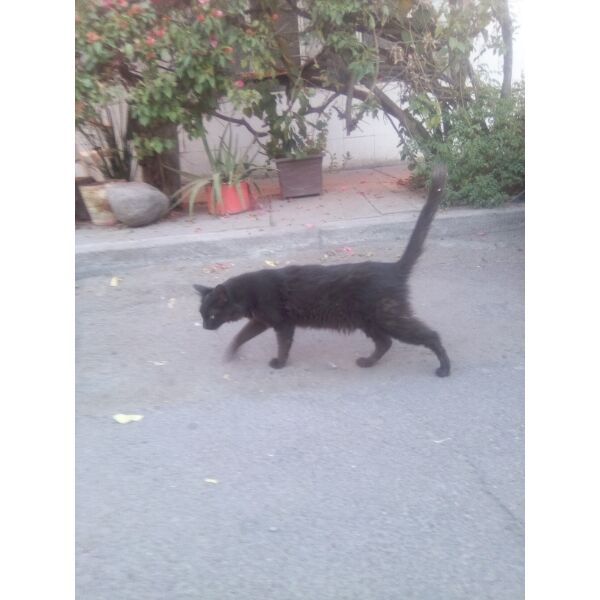 cartel de gato encontrado