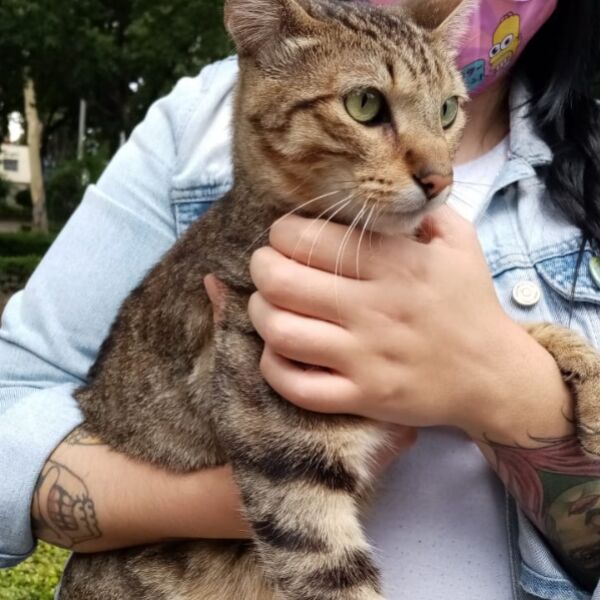 cartel de gato encontrado