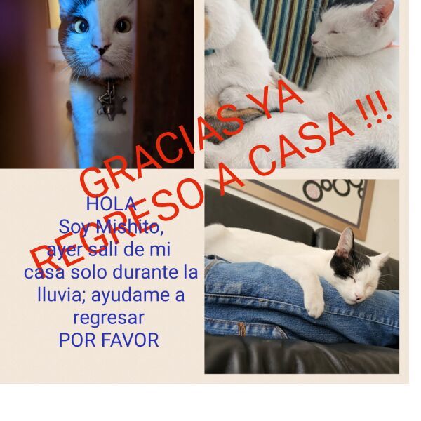 cartel de gato encontrado