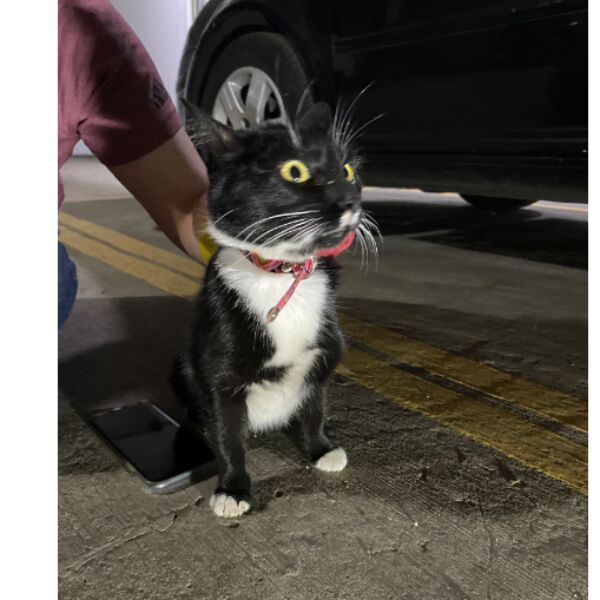 cartel de gato encontrado