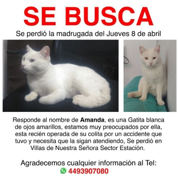 cartel de gato perdido