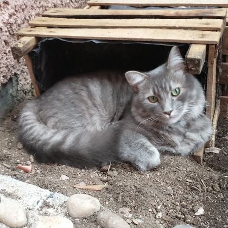 cartel de gato perdido