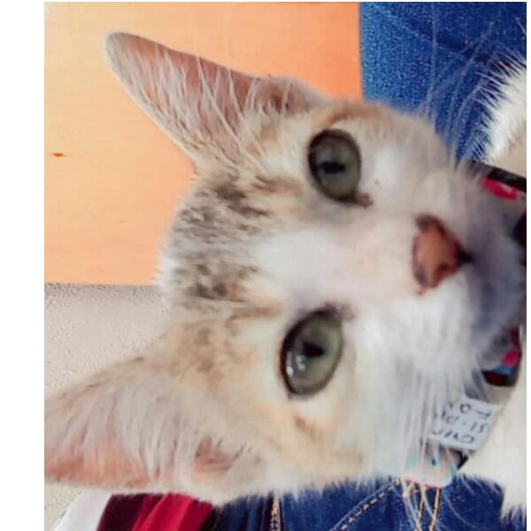 cartel de gato perdido