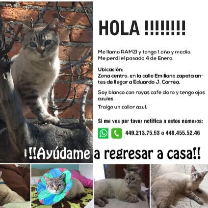cartel de gato perdido