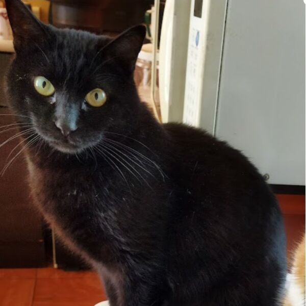 cartel de gato perdido