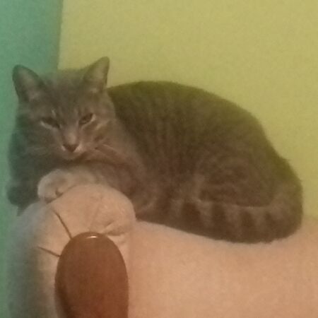 cartel de gato perdido