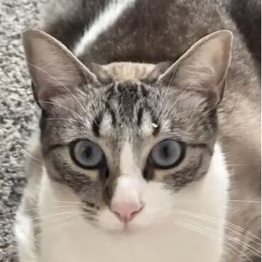 cartel de gato perdido