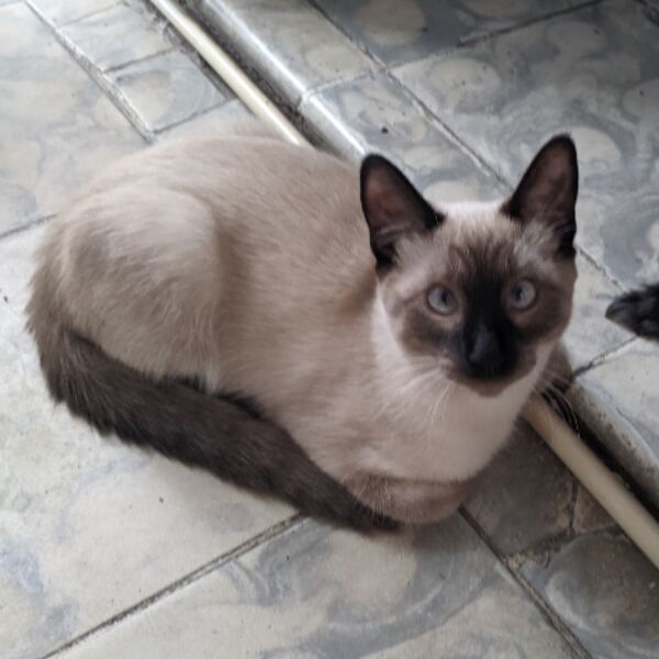 cartel de gato perdido