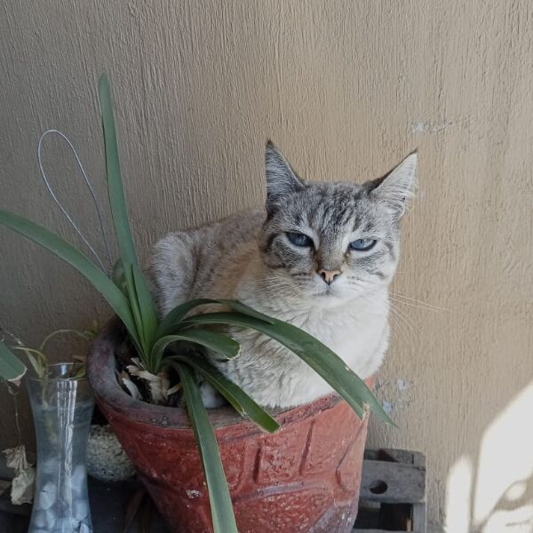 cartel de gato perdido