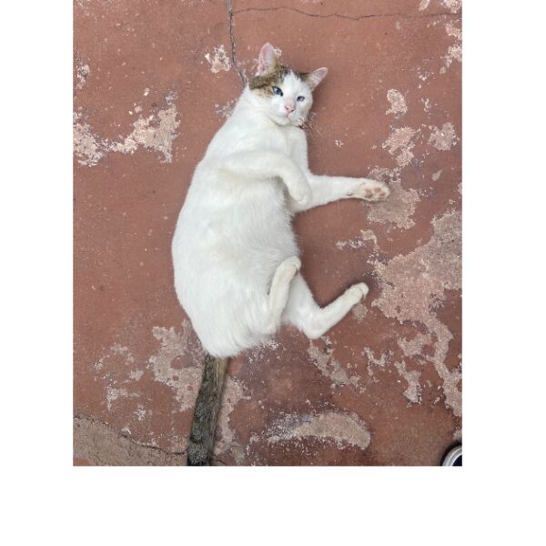 cartel de gato perdido