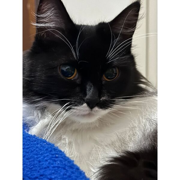 cartel de gato perdido