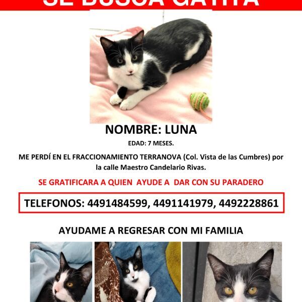 cartel de gato perdido