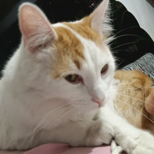 cartel de gato perdido